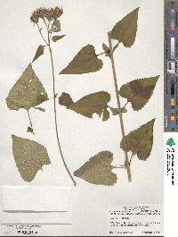 Image of Brickellia cordifolia