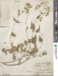 Brickellia coulteri image