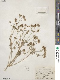 Brickellia coulteri image