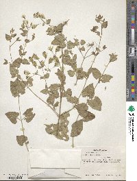 Brickellia coulteri image