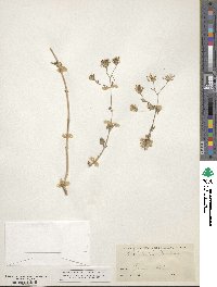 Brickellia coulteri image