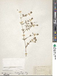 Brickellia coulteri image