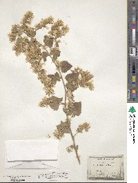 Brickellia californica image