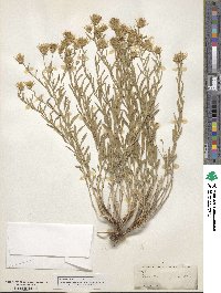 Brickellia oblongifolia image