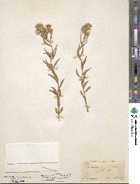 Brickellia oblongifolia image