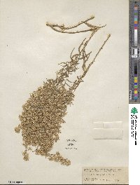 Image of Brickellia longifolia