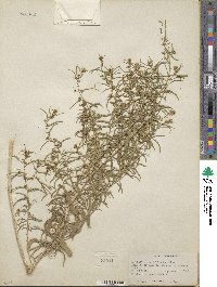 Brickellia longifolia image