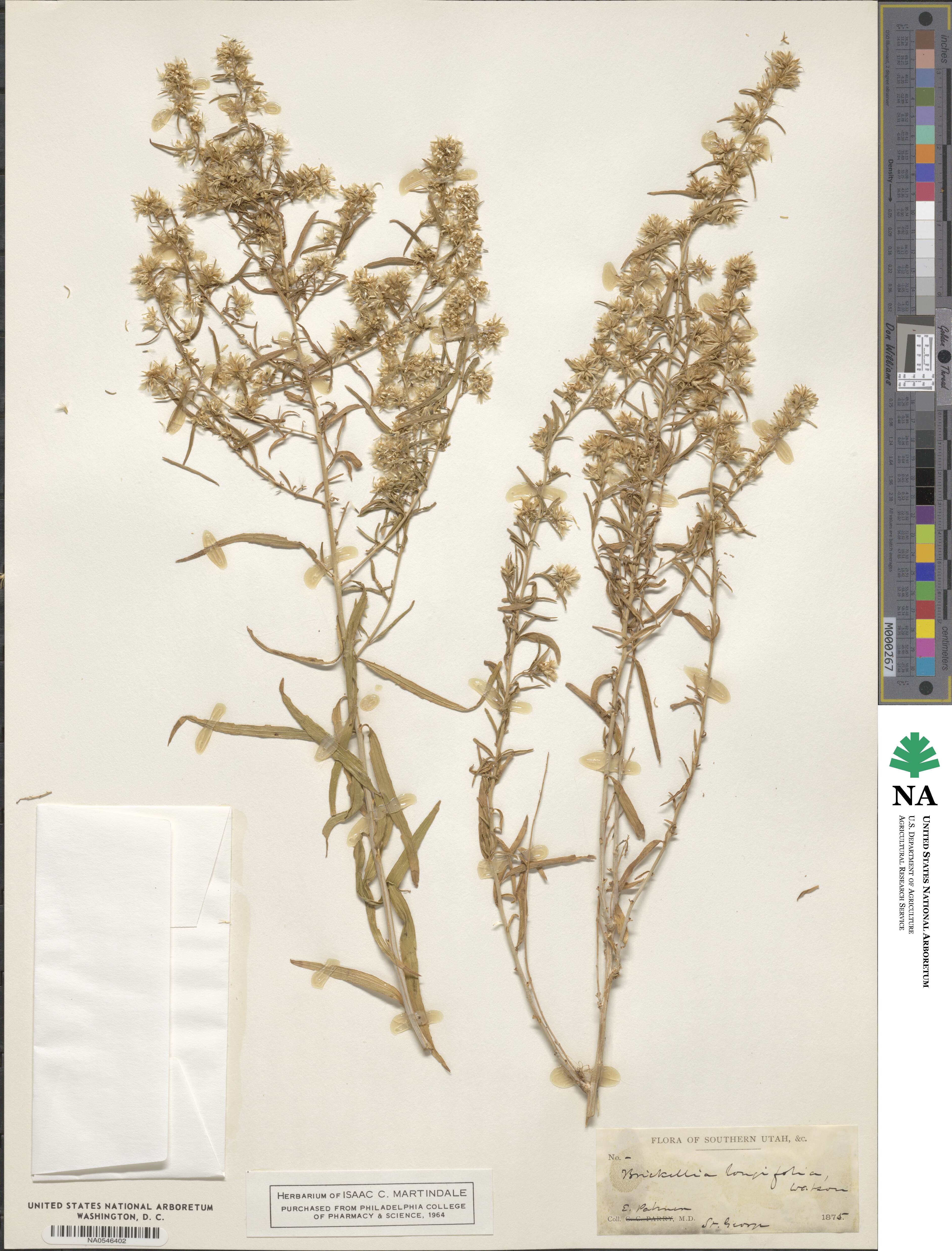 Brickellia longifolia image