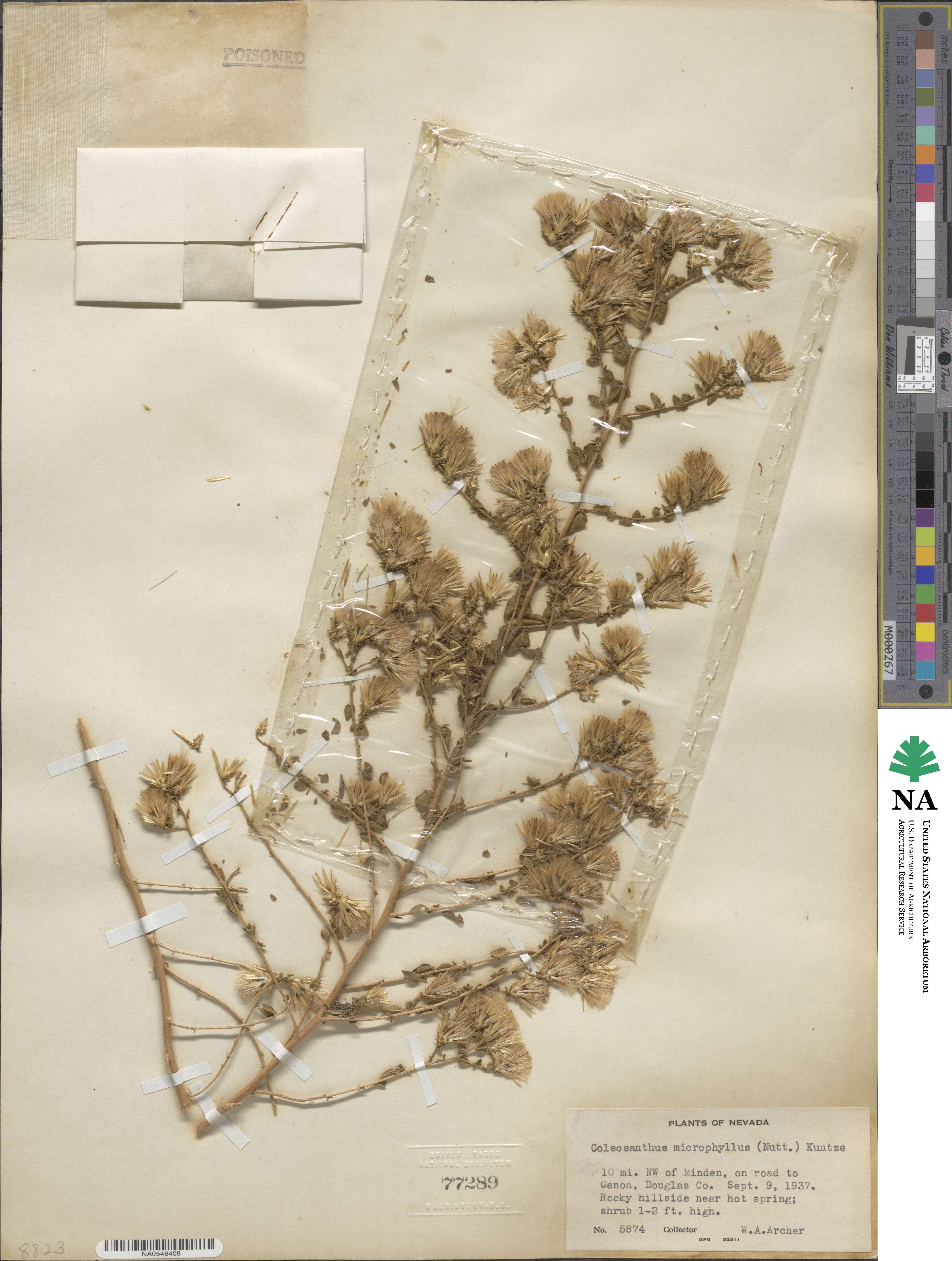 Brickellia microphylla image