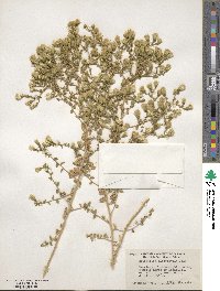 Brickellia microphylla image