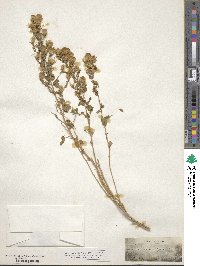 Brickellia microphylla image