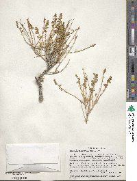 Brickellia microphylla image