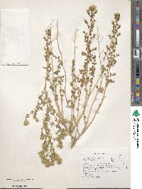 Brickellia microphylla image