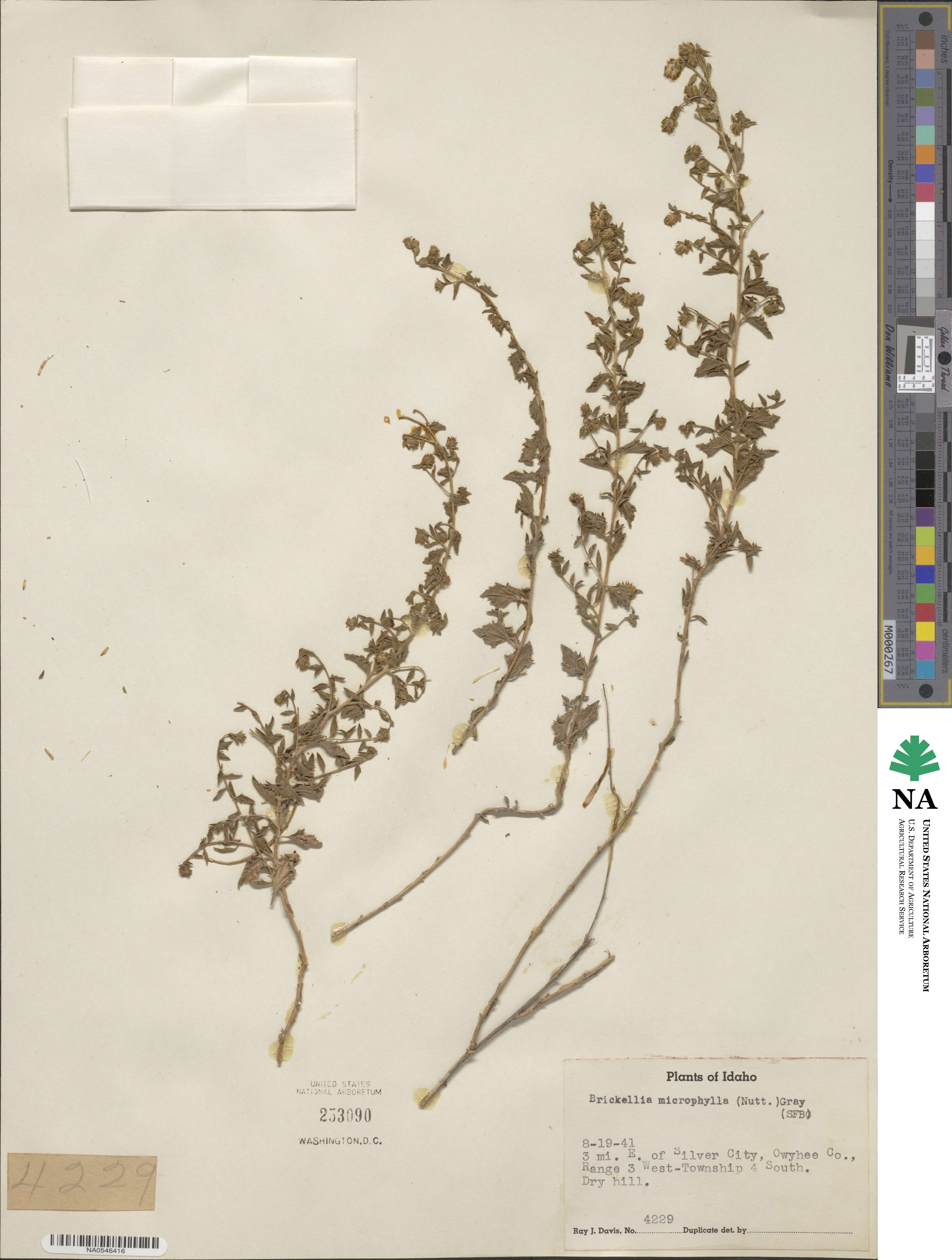 Brickellia microphylla image
