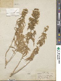 Brickellia longifolia image