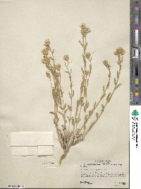 Brickellia oblongifolia image