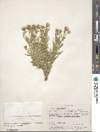 Brickellia oblongifolia image