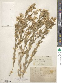 Brickellia oblongifolia image