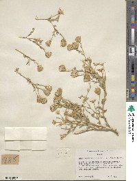 Brickellia oblongifolia image