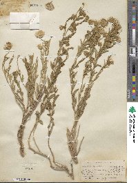 Brickellia oblongifolia image