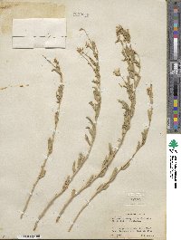 Brickellia oblongifolia var. linifolia image