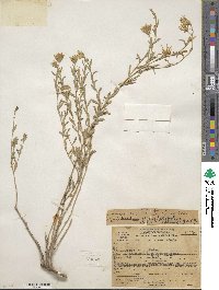 Brickellia oblongifolia var. linifolia image