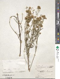 Brickellia oblongifolia var. linifolia image