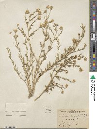 Brickellia oblongifolia image