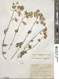 Brickellia grandiflora image