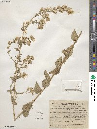 Brickellia grandiflora image