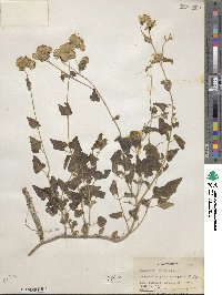 Brickellia grandiflora image