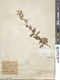 Brickellia grandiflora image