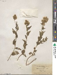 Brickellia grandiflora image