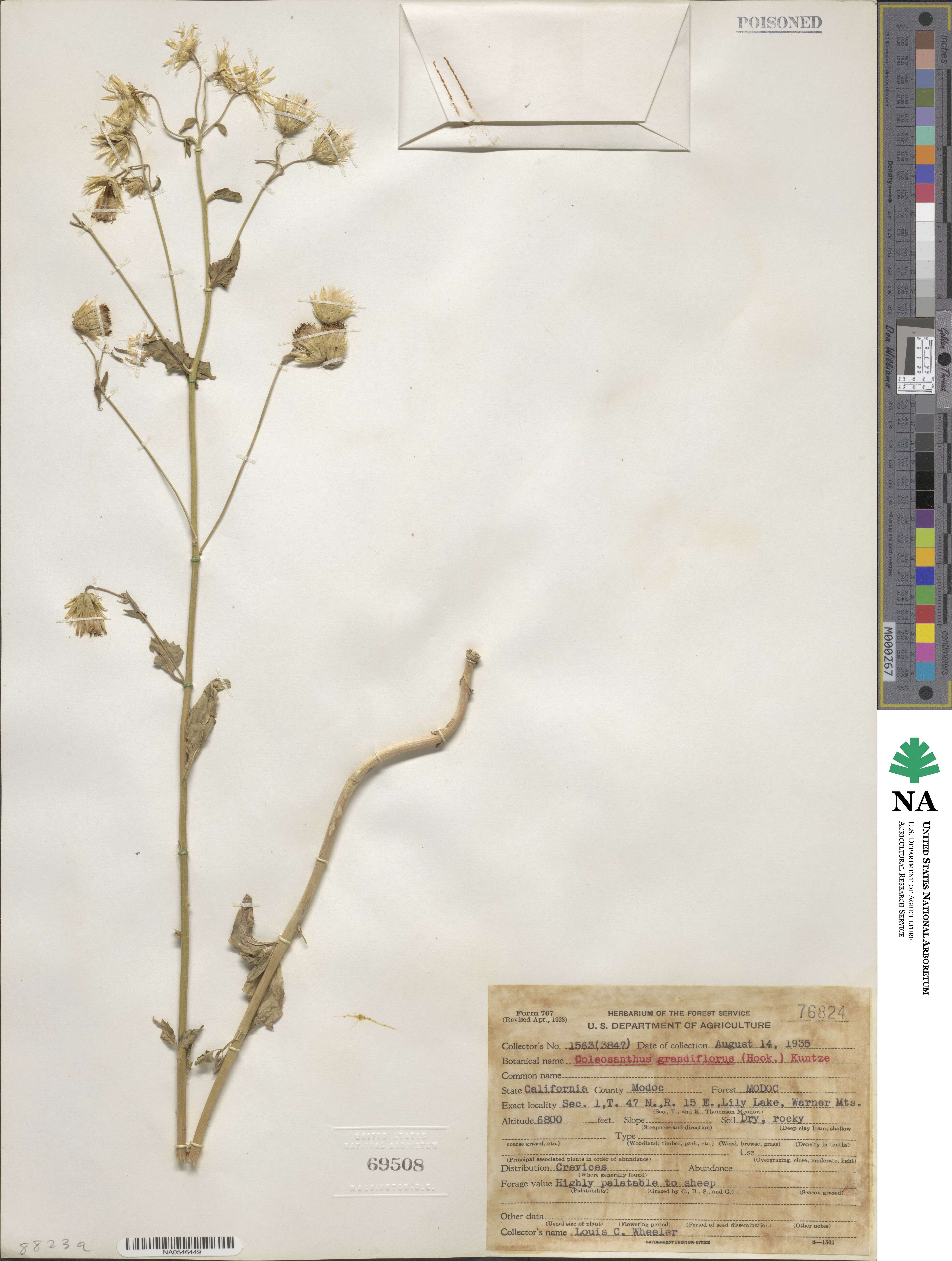 Brickellia grandiflora image