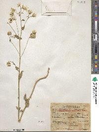 Brickellia grandiflora image