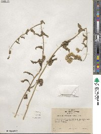 Brickellia grandiflora image