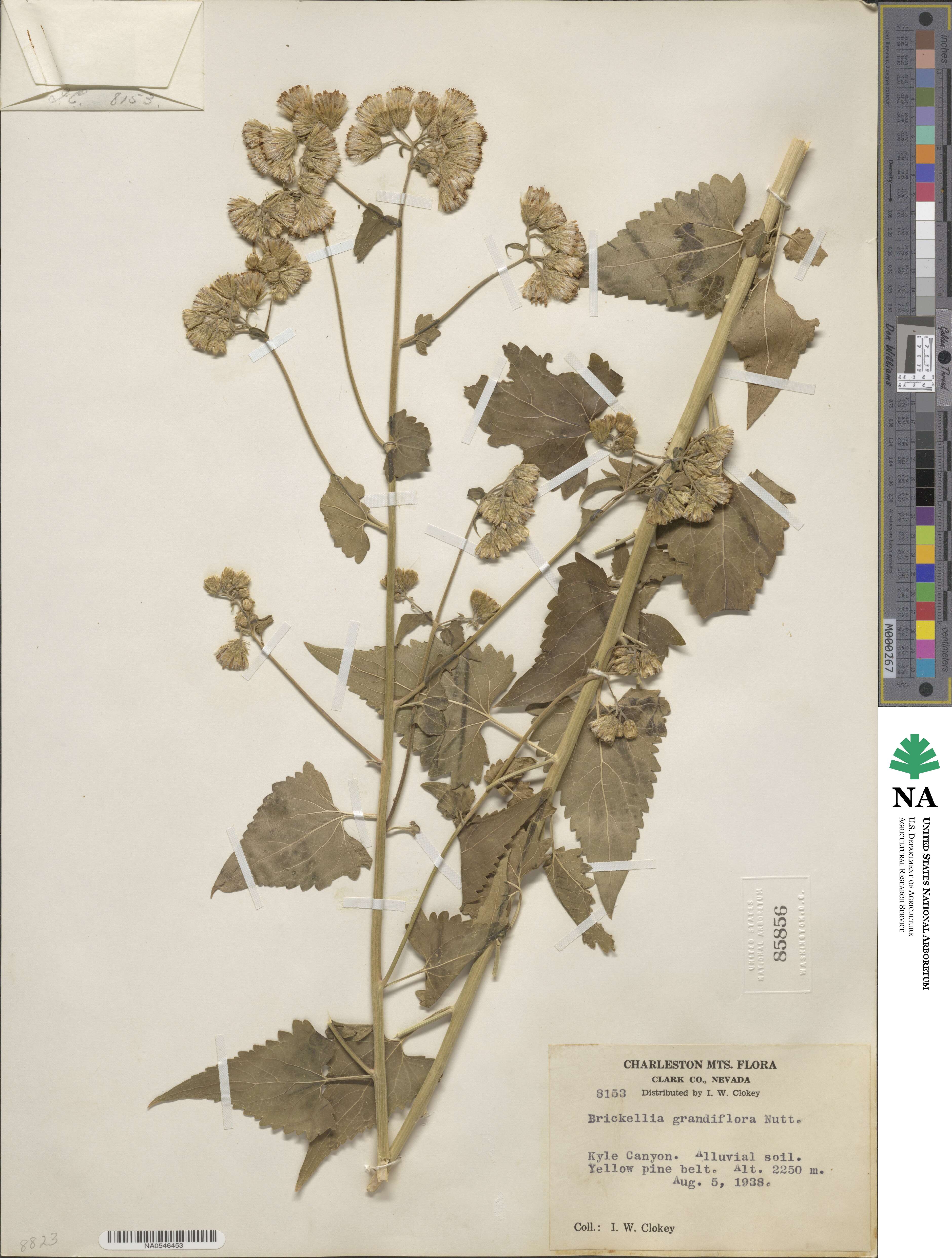 Brickellia grandiflora image
