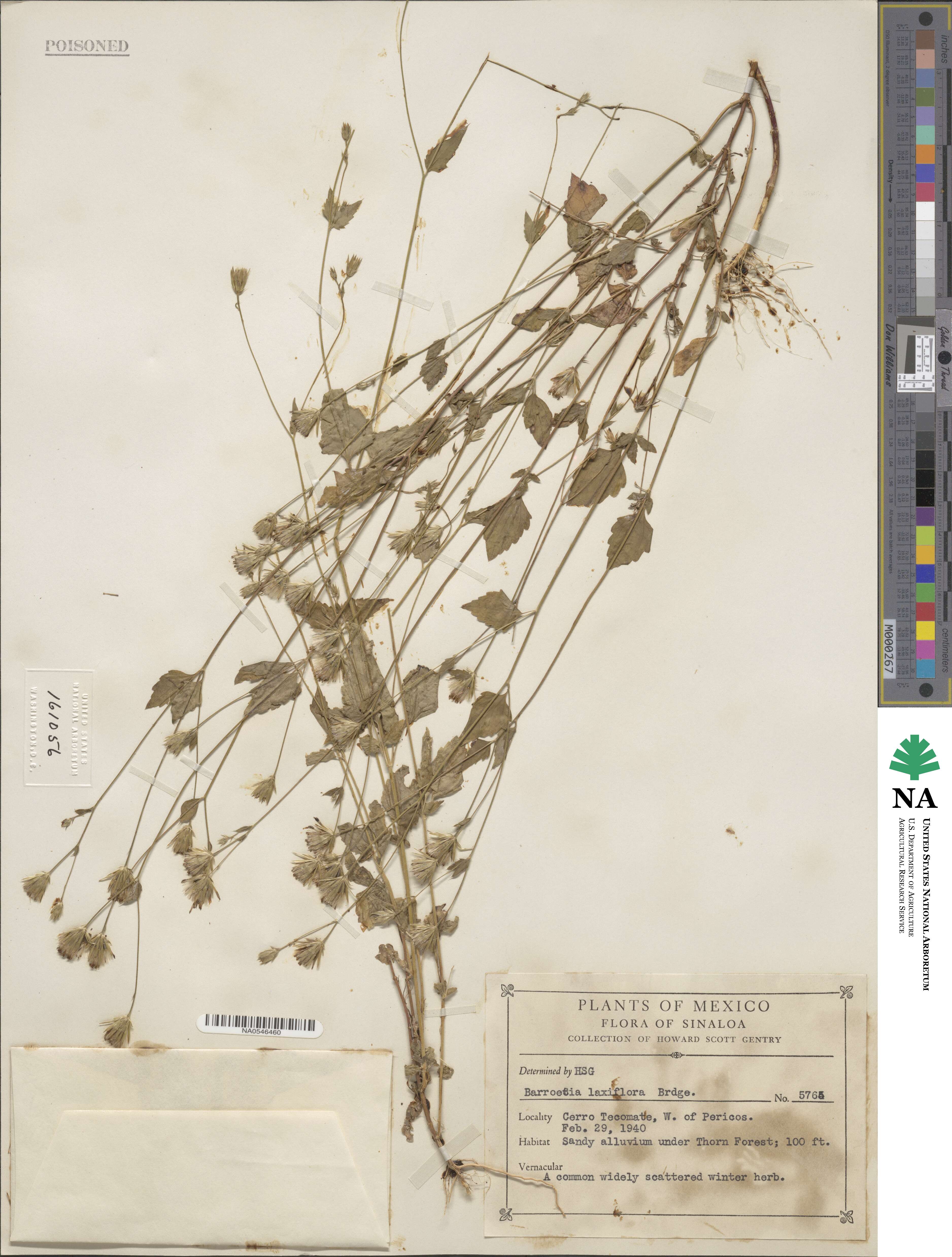 Brickellia laxiflora image