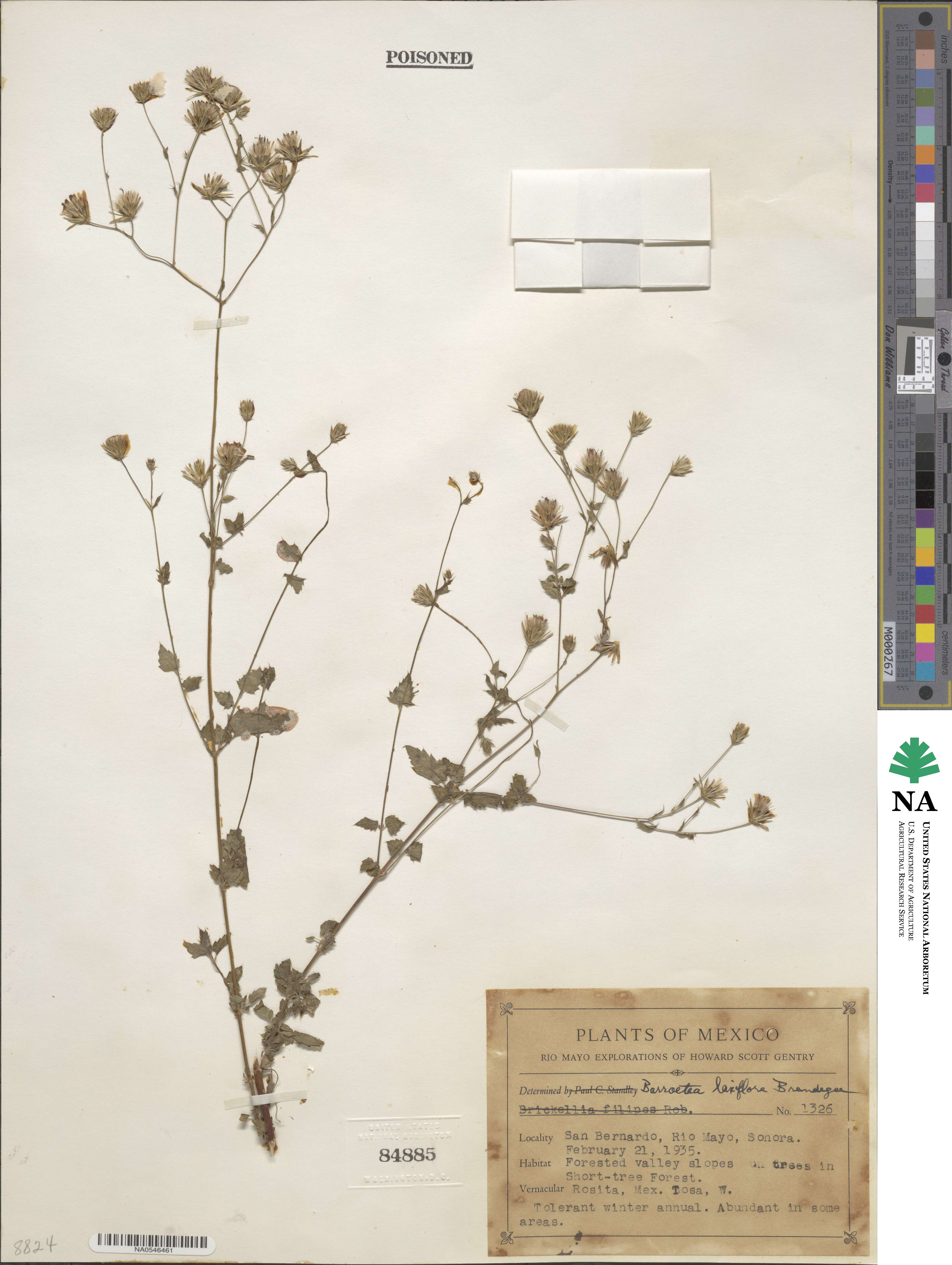 Brickellia laxiflora image