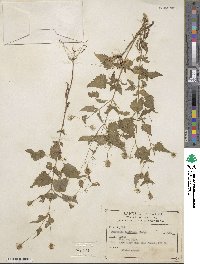 Brickellia laxiflora image