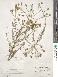 Brickellia leptophylla image