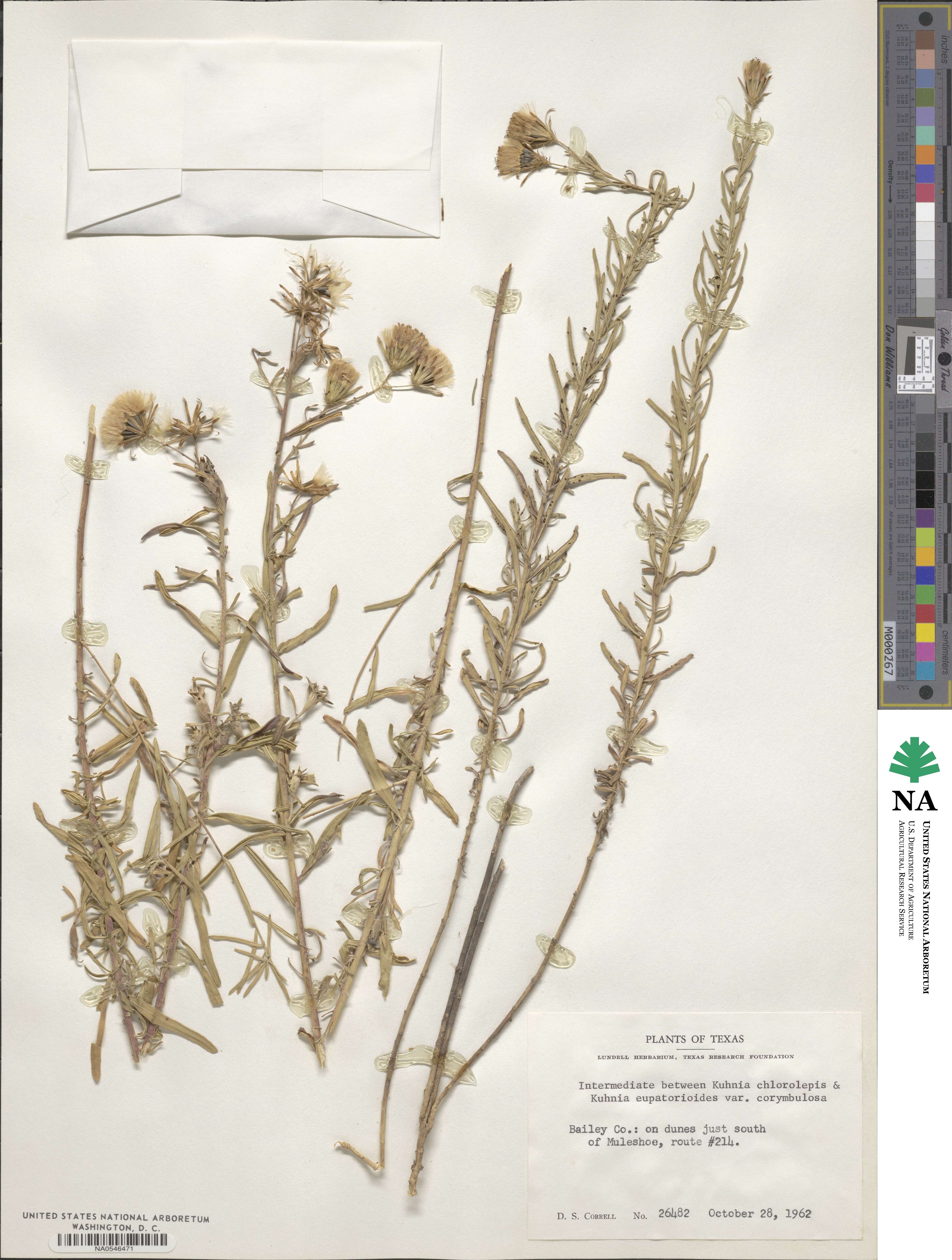 Brickellia leptophylla image