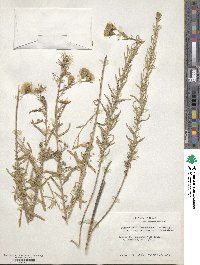 Brickellia leptophylla image