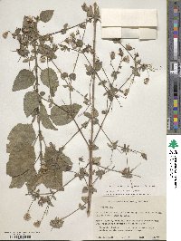 Image of Brickellia paniculata