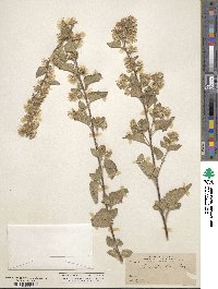 Brickellia secundiflora image