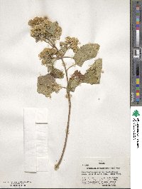 Brickellia secundiflora image