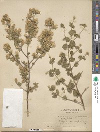 Brickellia veronicifolia image