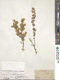 Brickellia veronicifolia image