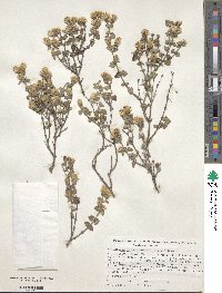 Brickellia veronicifolia image