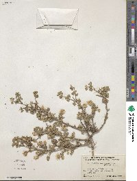 Brickellia veronicifolia image